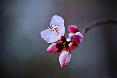 ​山桃～春风料峭几许寒，山桃红花满枝头