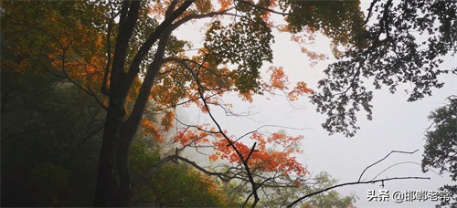 陕西安康鬼谷岭 终年云雾缭绕 当地人称云雾山