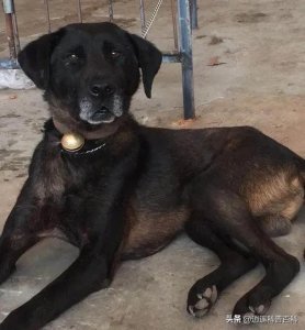 ​《盘点中国田园犬：第一期 - 四川凉山犬：乡野间的智慧猎人》