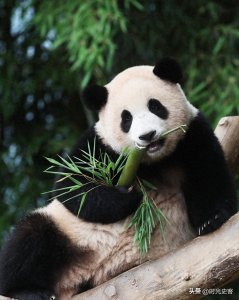 ​大熊猫到底是熊还是猫呢？