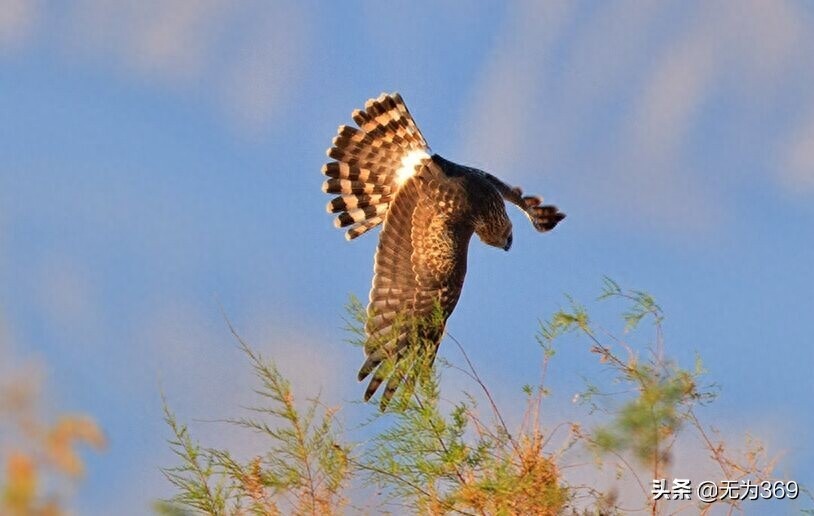 西岳华山惊险之最（五）：鹞子翻身