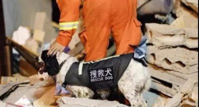 ​消防云课堂【十一】救援犬