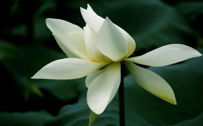 ​家中亲人过世后的第一年，做了以下五件事，是不吉利的征兆