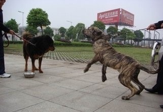 南美洲两大恶犬：巴西非勒和阿根廷獒，到底谁更烈性？