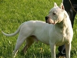 南美洲两大恶犬：巴西非勒和阿根廷獒，到底谁更烈性？