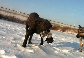 南美洲两大恶犬：巴西非勒和阿根廷獒，到底谁更烈性？