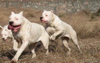 南美洲两大恶犬：巴西非勒和阿根廷獒，到底谁更烈性？