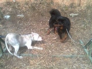 南美洲两大恶犬：巴西非勒和阿根廷獒，到底谁更烈性？