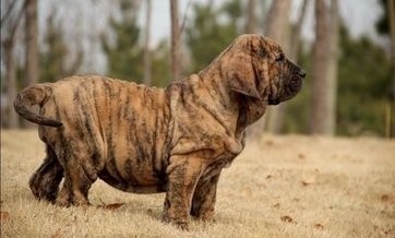 南美洲两大恶犬：巴西非勒和阿根廷獒，到底谁更烈性？