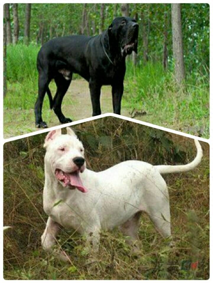 南美洲两大恶犬：巴西非勒和阿根廷獒，到底谁更烈性？