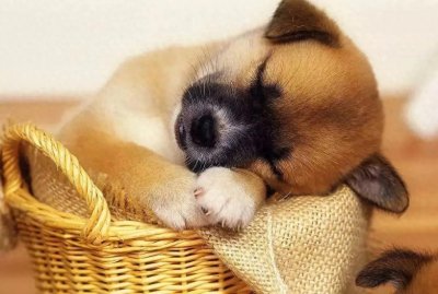 ​怎么样给狗狗起名字？好听洋气狗狗名字大全