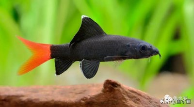 ​濒临绝种的红尾黑鲨