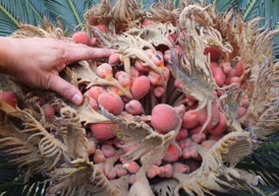 ​人称凤凰蛋，长得像红枣但是不能吃，开花结果都是奇观