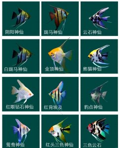 ​神仙鱼饲养指南：轻松拥有梦幻水族箱！