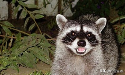 ​花面狸机智灵活，比较温驯，容易驯养，花面狸的人工养殖关键技术
