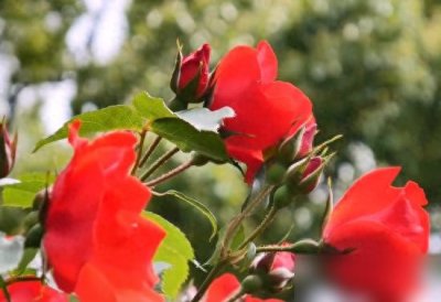 ​七夕节表白最浪漫的话简短适合七夕表白又甜又撩情话短句