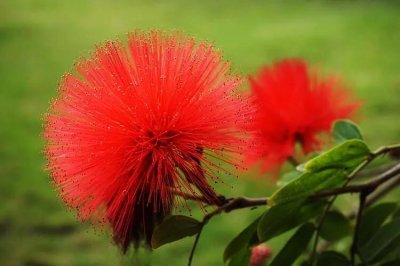 ​朱缨花～树姿优美，叶形翠绿雅致，绒花红艳满树，极具观赏价值