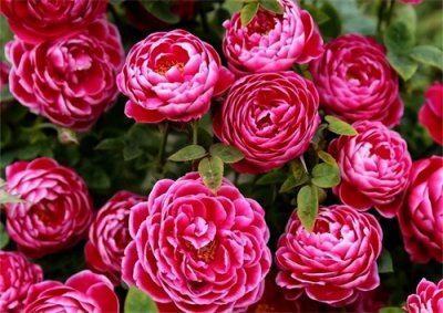 ​5种“小垃圾”往土里一拌，变成酸性土，花草不黄叶，开花贼多