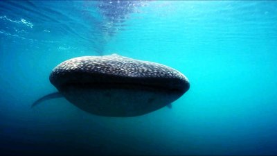 ​震撼！鲸鲨：海洋中的温柔巨兽，你了解多少？