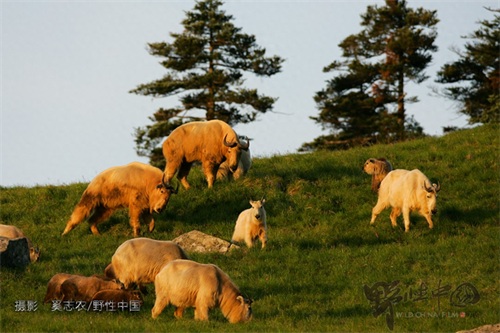 奔行在山林间的奇兽——羚牛