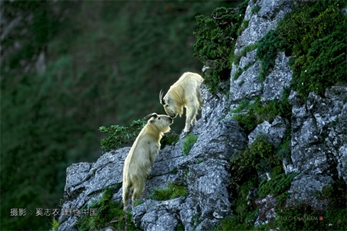 奔行在山林间的奇兽——羚牛
