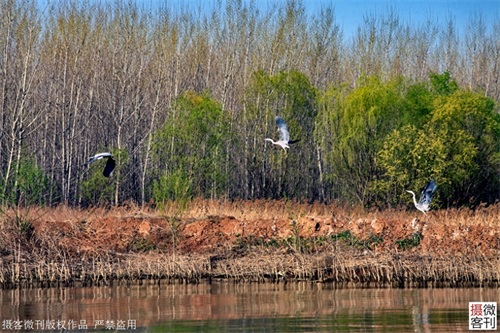 鹤鸣湖吸引众多珍惜水鸟栖息,被称鹤壁后花园