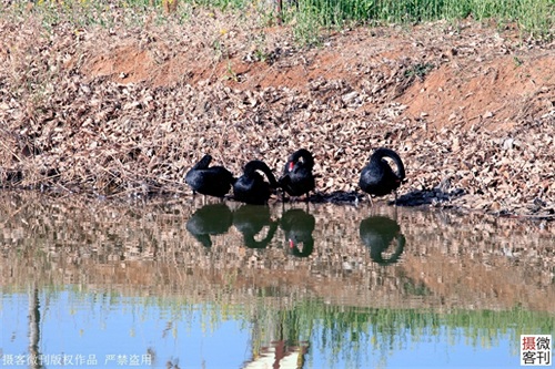 鹤鸣湖吸引众多珍惜水鸟栖息,被称鹤壁后花园