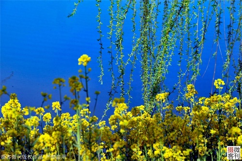 鹤鸣湖吸引众多珍惜水鸟栖息,被称鹤壁后花园