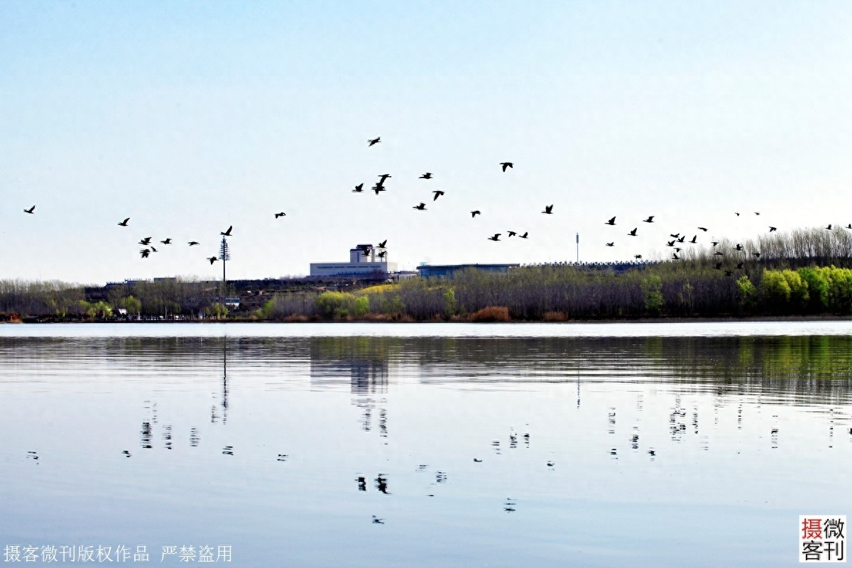 鹤鸣湖吸引众多珍惜水鸟栖息,被称鹤壁后花园