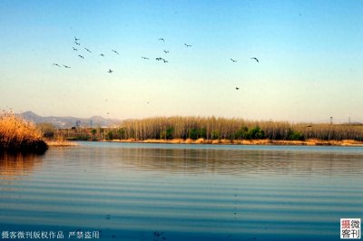 ​鹤鸣湖吸引众多珍惜水鸟栖息，被称鹤壁后花园