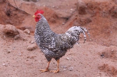 ​这些笨鸡的品种，养殖鸡的看看认识几个，你还知道哪些