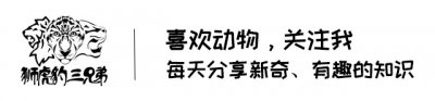​谁说南美没有厉害的犬科动物？鬃狼虽然爱吃素，但难掩盖猛兽气息