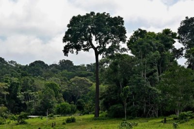 ​（外代二线）玻利维亚的巴西栗产业