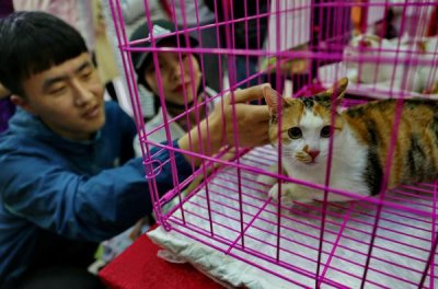 ​免费领养，我们是认真的！郑州16只流浪猫狗“求带走”