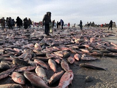 ​查干湖“头鱼”拍卖跌至119万，2024年的冬捕为何价格大幅缩水？