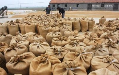 ​收粮食赚钱的“诀窍”，农村青年靠收粮食3年狂赚500万