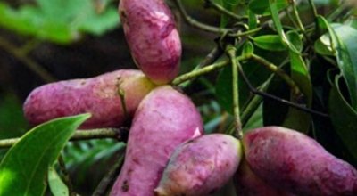 ​农村野果八月楂，成熟自动裂开，你吃过吗？为啥又叫“八月炸”？