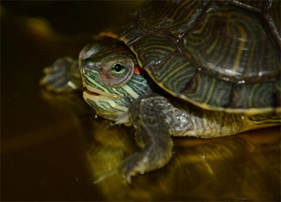 ​养龟总是得肺炎正常吗？很少有人能把这些问题给真正说明白！