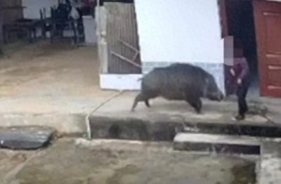 ​多方分析野猪撕咬老人致死事件：捕猎者存在过错，家属可索赔