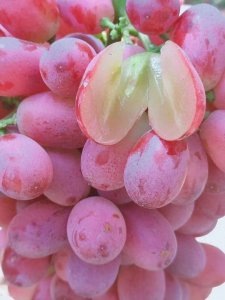 ​每一粒，都甜蜜------克伦生葡萄