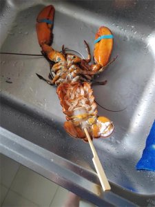 ​亲测！在家烹饪澳洲龙虾攻略