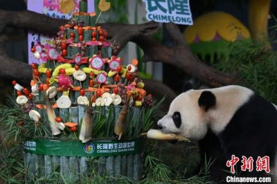 ​全球唯一大熊猫三胞胎迎来6周岁生日