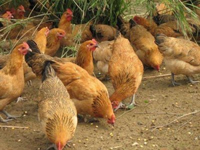 ​养鸡中所需的饲料有哪些？养鸡所需饲料种类介绍