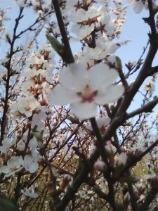 ​东北物产，当地的毛樱桃