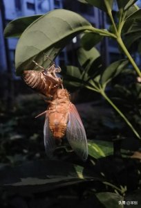 ​养蝉亩收3～四万，关键是劳动量很小，欲知详情的朋友点进来瞧瞧