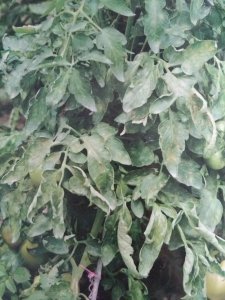 ​灰霉病、晚疫病、霜霉病，菌核病这几种病害怎么区分