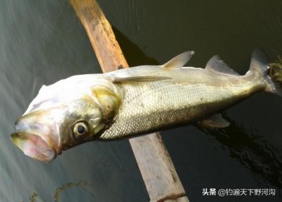 ​四种翘嘴钓法，每种都有它的独到之处，优势劣势互补才能有好收获