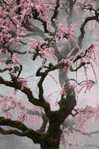 中国最帅和尚主持的普安禅寺龙梅惊动了中国国家地理,千万别错过