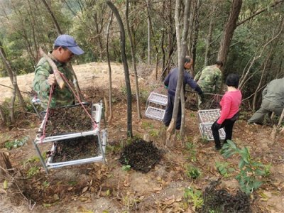 ​诏安秀篆：公石松喜迎大丰收，拓宽群众增收路