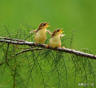 ​古诗《绝句（两个黄鹂鸣翠柳）》（杜甫）赏析
